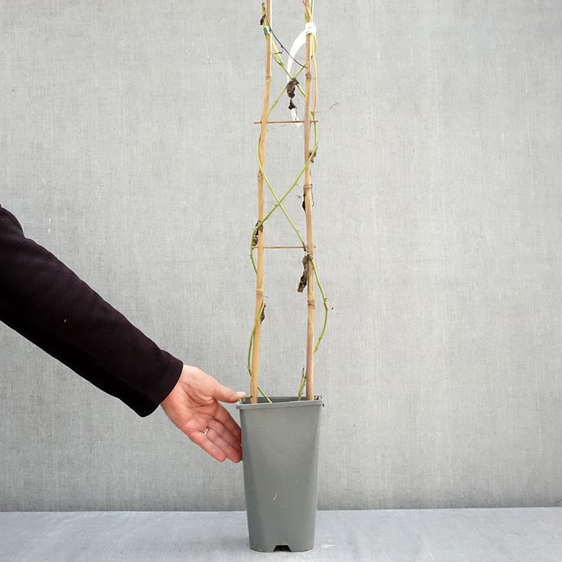 Esemplare di Passiflora incarnata Eia popeia Vaso da 1L/1,5L come consegnato in autunno