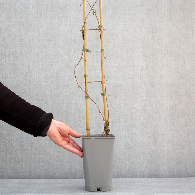 Passiflora incarnata Eia popeia Vaso da 2L/3L esemplare consegnato in inverno