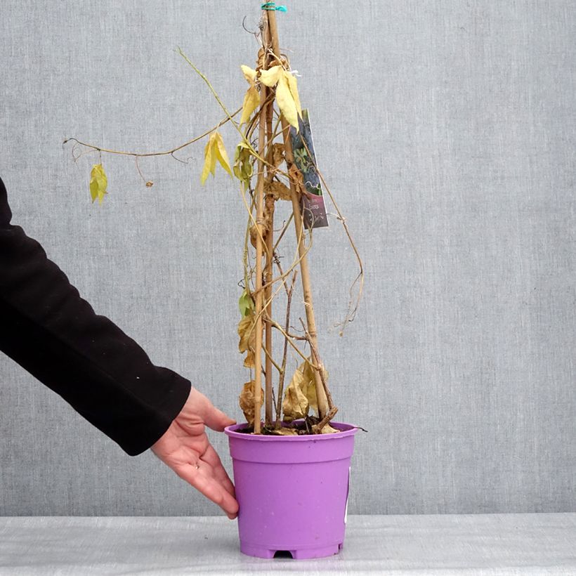 Passiflora Essenza Vaso da 2L/3L esemplare consegnato in inverno