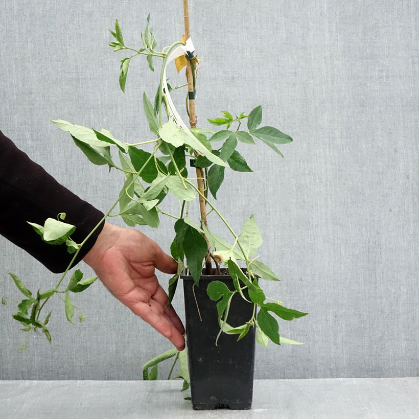 Esemplare di Passiflora incarnata Fata Confetto Vaso da 1,5L/2L come consegnato in autunno