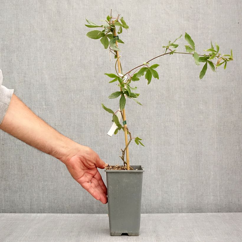 Esemplare di Passiflora caerulea Clear Sky Vaso da 1,5L/2L consegnato in estate