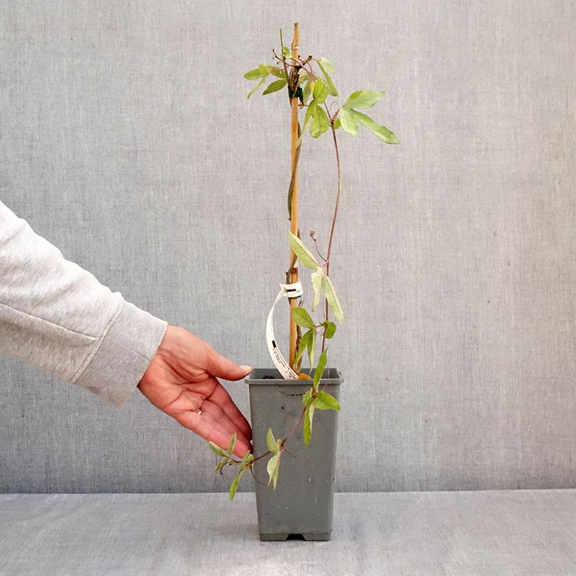 Esemplare di Passiflora caerulea Clear Sky Vaso da 1,5L/2L come consegnato in autunno