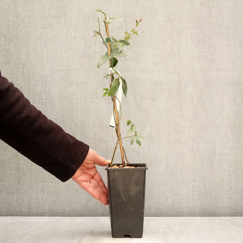 Passiflora caerulea Clear Sky Vaso da 1,5L/2L esemplare consegnato in primavera