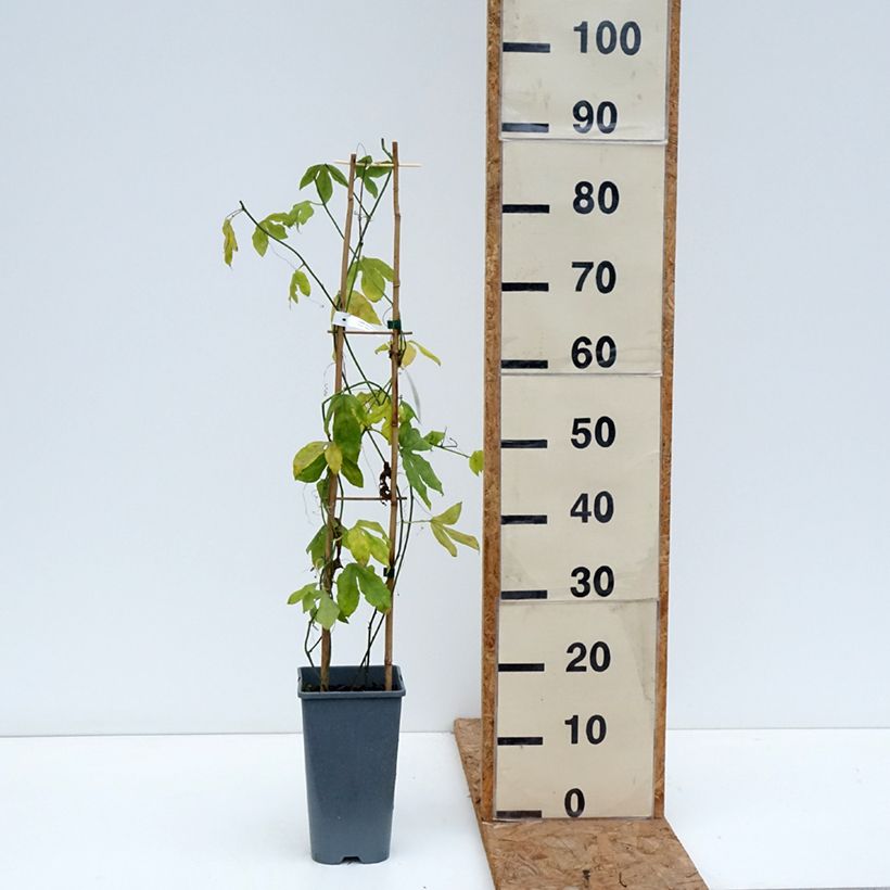 Esemplare di Passiflora Incense Vaso da 2L/3L come consegnato in autunno