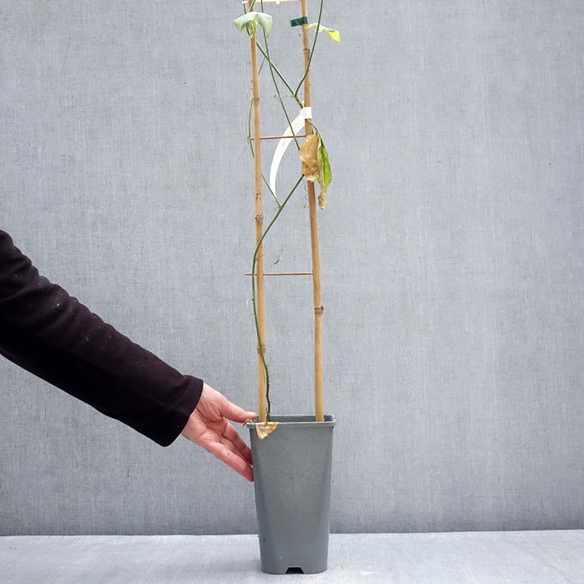 Passiflora Incense Vaso da 2L/3L esemplare consegnato in inverno