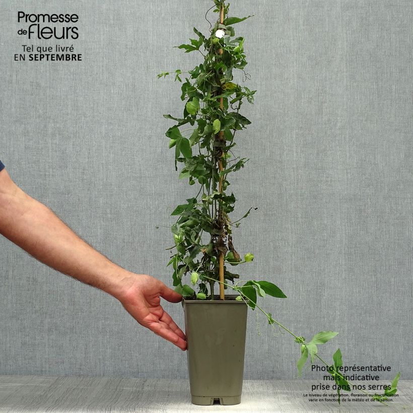 Esemplare di Passiflora Lady Betty Myles Young Vaso da 3L/4L come consegnato in autunno