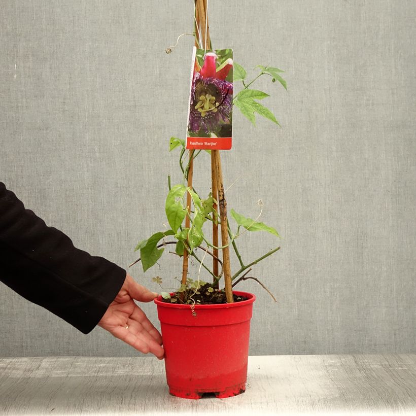 Esemplare di Passiflora Marijke Vaso da 2L/3L come consegnato in autunno