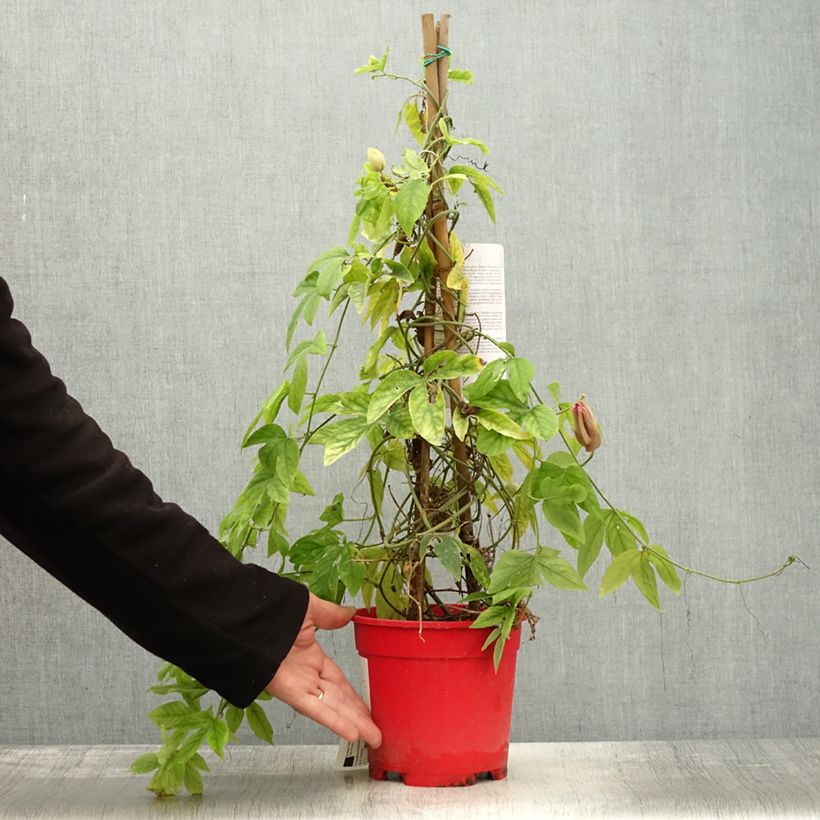 Esemplare di Passiflora Michael Vaso da 2L/3L come consegnato in autunno