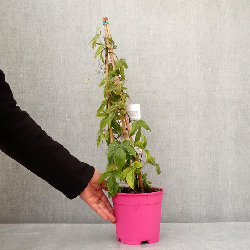 Passiflora Michael Vaso da 2L/3L esemplare consegnato in inverno