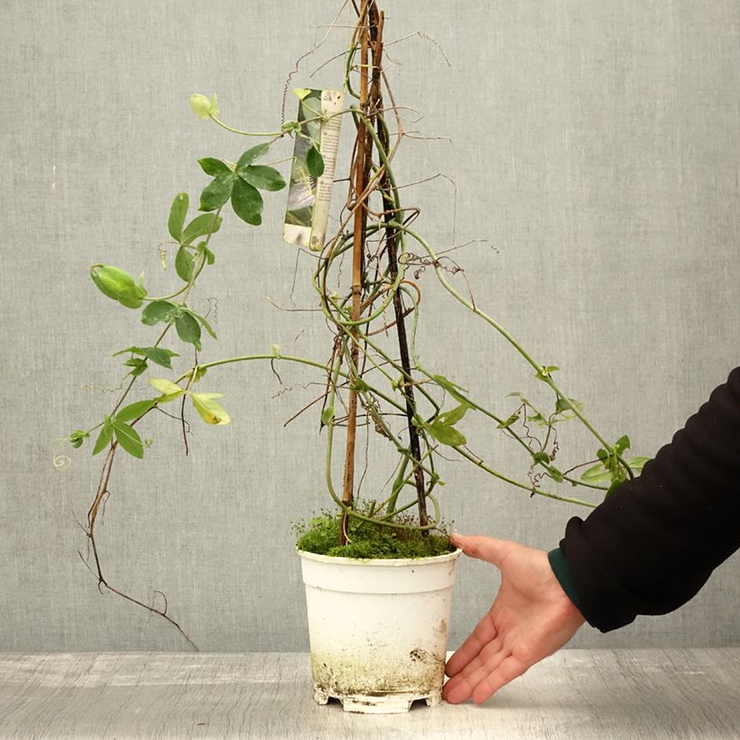 Esemplare di Passiflora Panda Vaso da 2L/3L come consegnato in autunno
