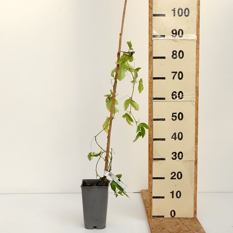 Esemplare di Passiflora Imperatrice Eugénie Vaso da 3L/4L come consegnato in autunno