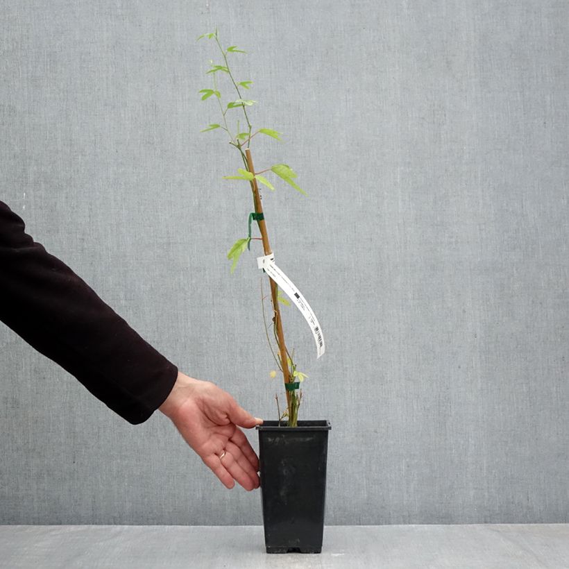 Esemplare di Passiflora Exoniensis Vaso da 1,5L/2L come consegnato in autunno