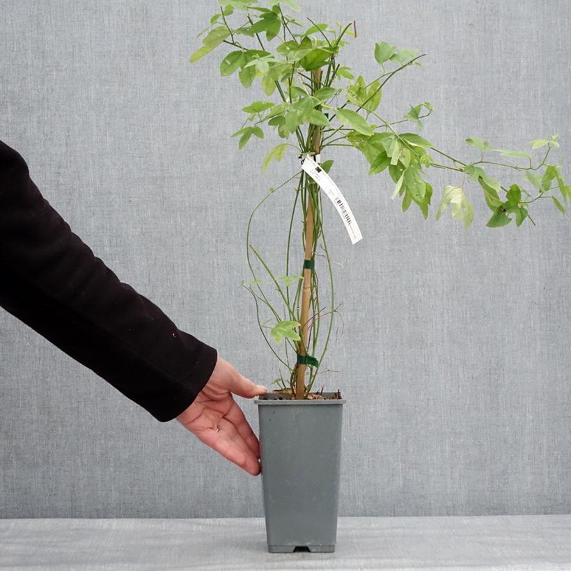 Passiflora Exoniensis Vaso da 1,5L/2L esemplare consegnato in inverno