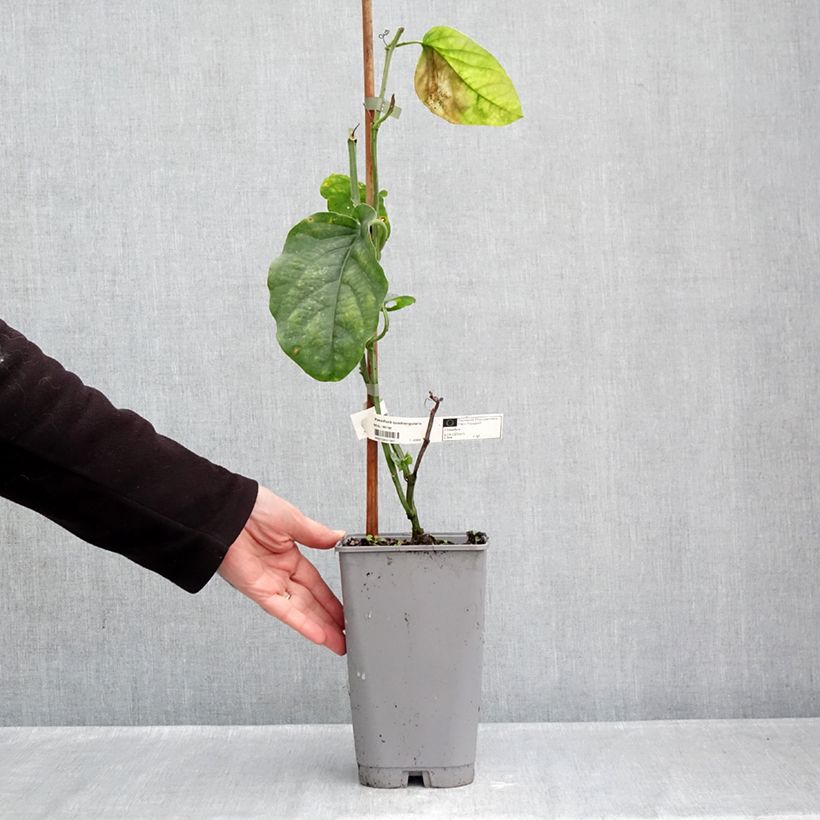 Esemplare di Passiflora quadrangularis Vaso da 3L/4L come consegnato in autunno