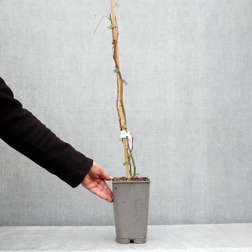 Passiflora quadrangularis Vaso da 3L/4L esemplare consegnato in primavera