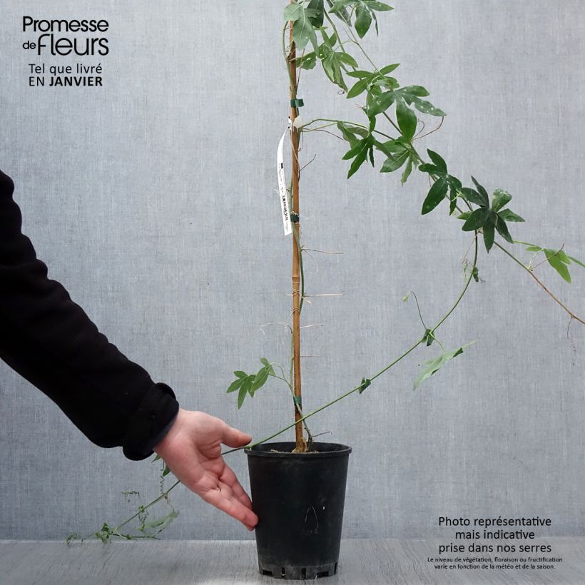 Passiflora Snow Queen Vaso da 2L/3L esemplare consegnato in inverno