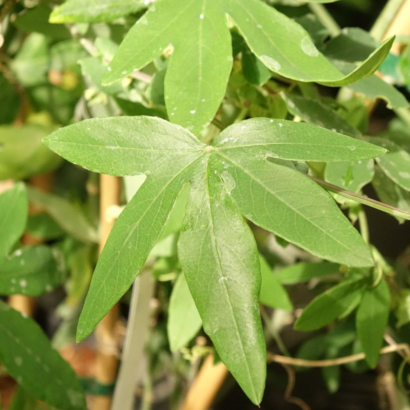 Passiflora Snow Queen (Fogliame)