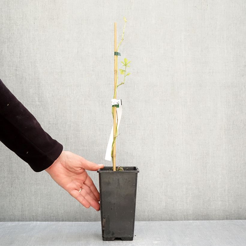 Esemplare di Passiflora (x) incarnata Snow Star Vaso da 1,5L/2L come consegnato in autunno