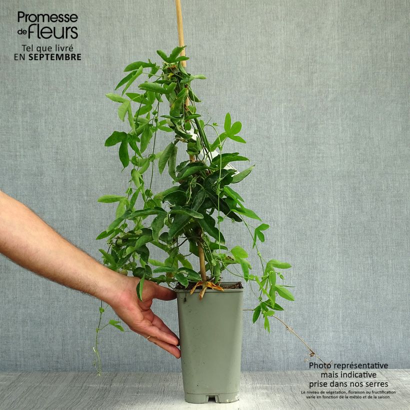 Esemplare di Passiflora Victoria Vaso da 2L/3L come consegnato in autunno