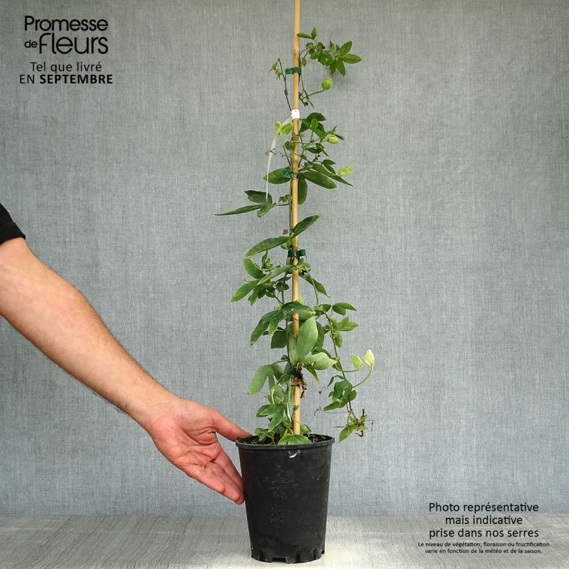 Esemplare di Passiflora Damsel's Delight Vaso da 2L/3L come consegnato in autunno