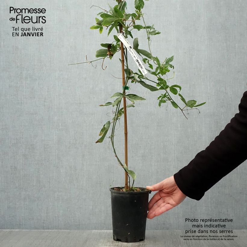 Passiflora Damsel's Delight Vaso da 2L/3L esemplare consegnato in inverno