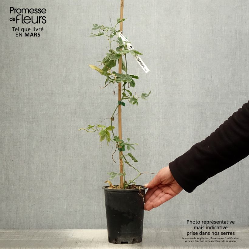 Passiflora Damsel's Delight Vaso da 2L/3L esemplare consegnato in primavera