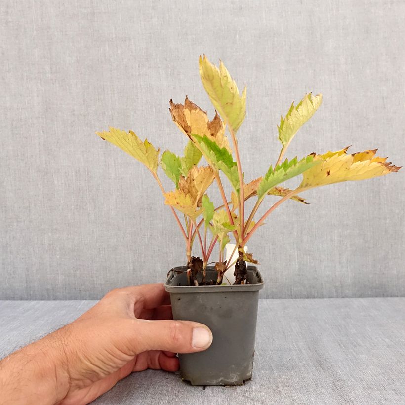 Esemplare di Patrinia gibbosa Vasetto da 8/9 cm consegnato in estate