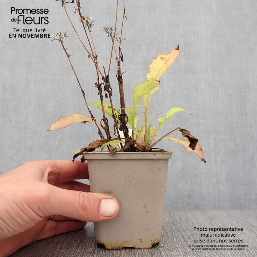 Esemplare di Patrinia monandra Vasetto da 8/9 cm come consegnato in autunno