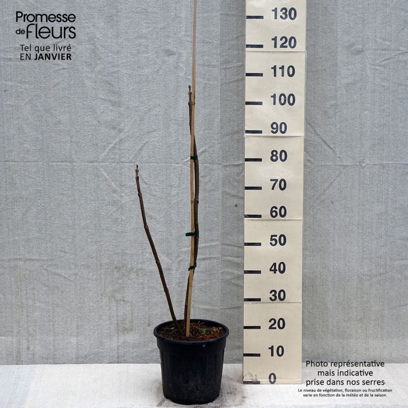 Paulownia elongata Vaso da 7,5L/10L esemplare consegnato in inverno