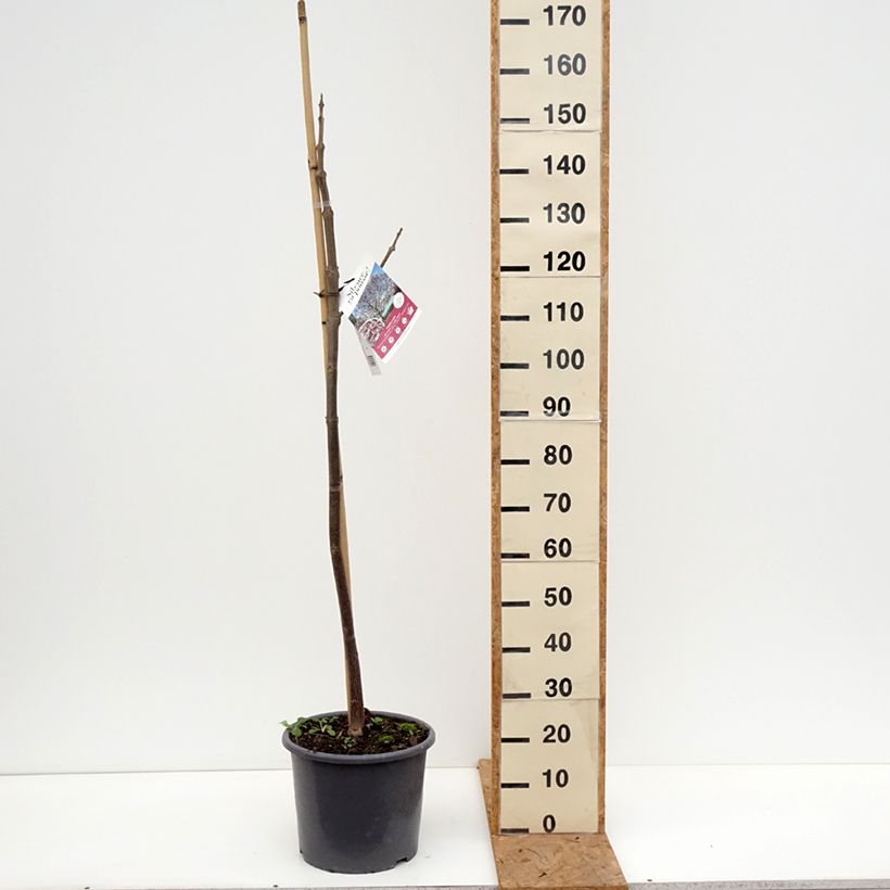 Esemplare di Paulownia fortunei April Light Vaso da 12L/15L, Astone alto come consegnato in autunno