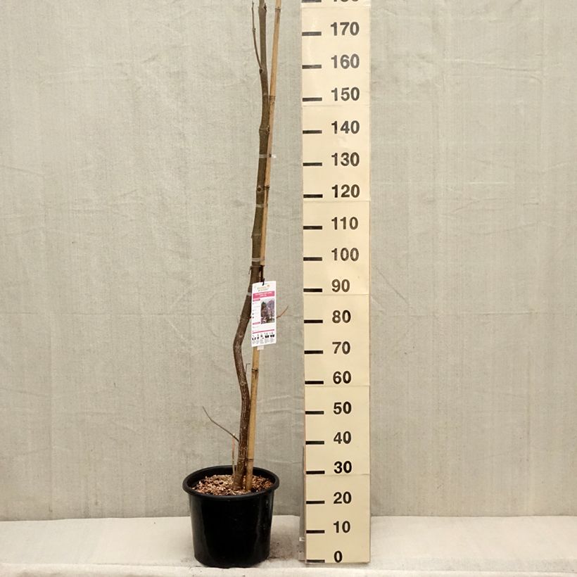Paulownia fortunei April Light Vaso da 12L/15L esemplare consegnato in primavera