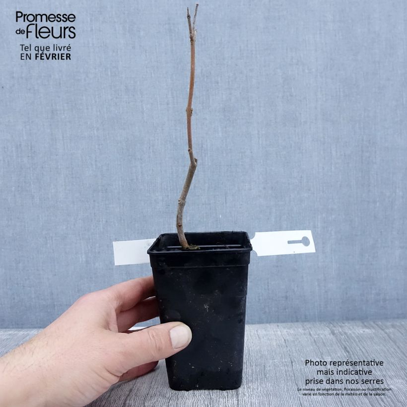 Paulownia fortunei April Light Vaso da 1L/1,5L esemplare consegnato in inverno