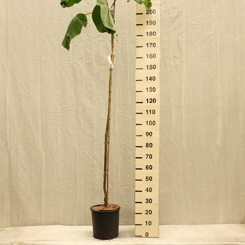 Esemplare di Paulownia fortunei Fast Blue Minfast Vaso da 12L/15L come consegnato in autunno