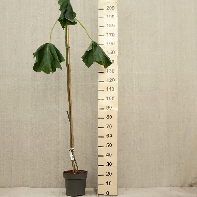 Esemplare di Paulownia tomentosa Vaso da 7,5L/10L come consegnato in autunno