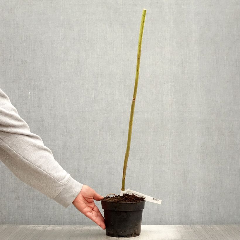 Esemplare di Paulownia tomentosa Vaso da 2L/3L come consegnato in autunno