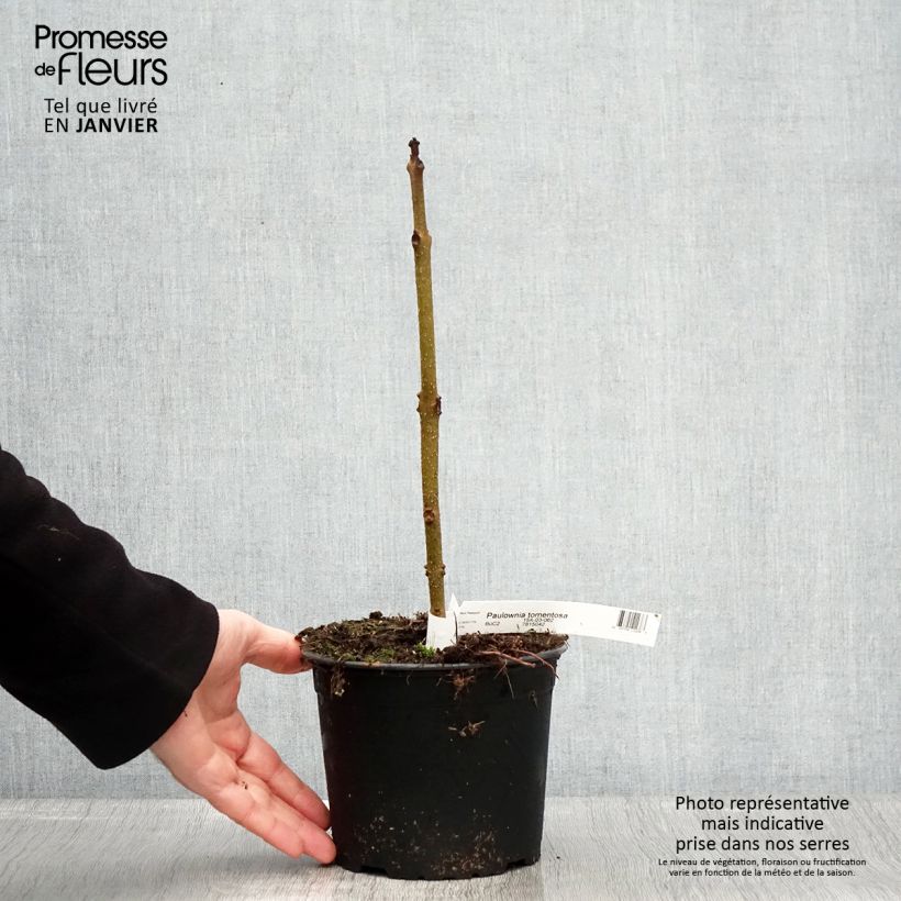 Paulownia tomentosa Vaso da 2L/3L esemplare consegnato in inverno