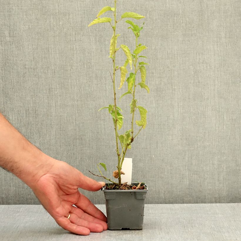 Esemplare di Pavonia Flamboyant Vasetto da 8/9 cm consegnato in estate