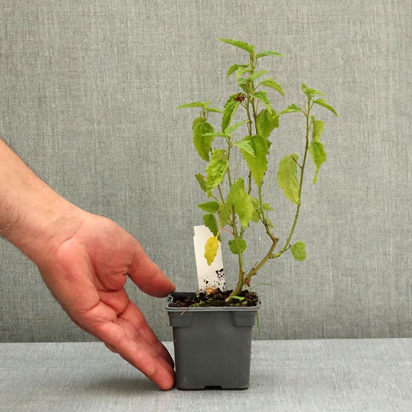 Pavonia Flamboyant Vasetto da 8/9 cm esemplare consegnato in primavera