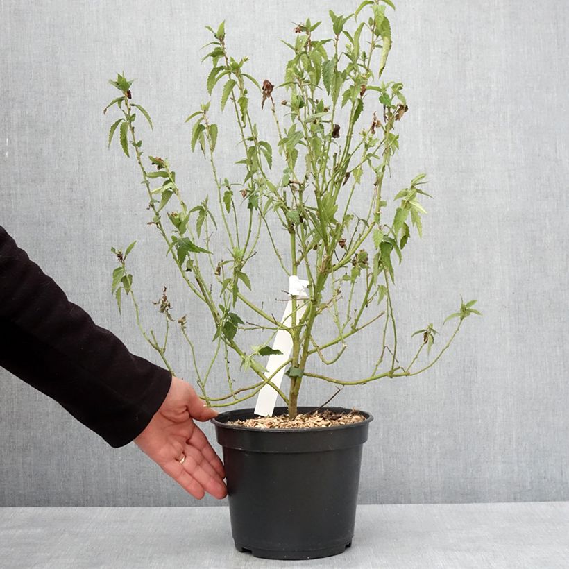 Pavonia Flamboyant Vaso da 4L/5L esemplare consegnato in inverno