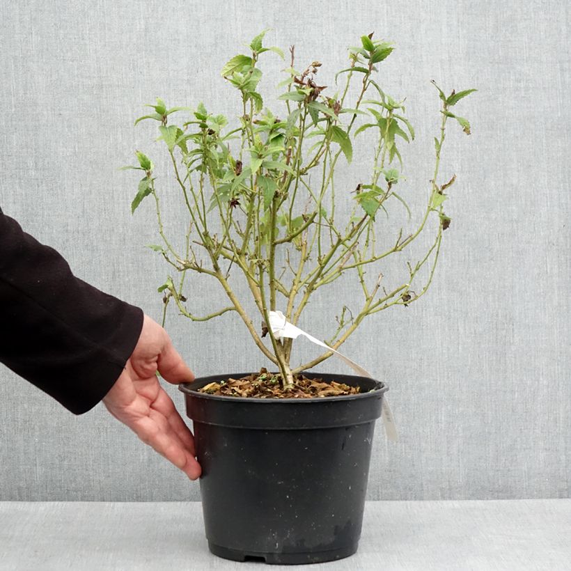 Pavonia Flamboyant Vaso da 4L/5L esemplare consegnato in primavera