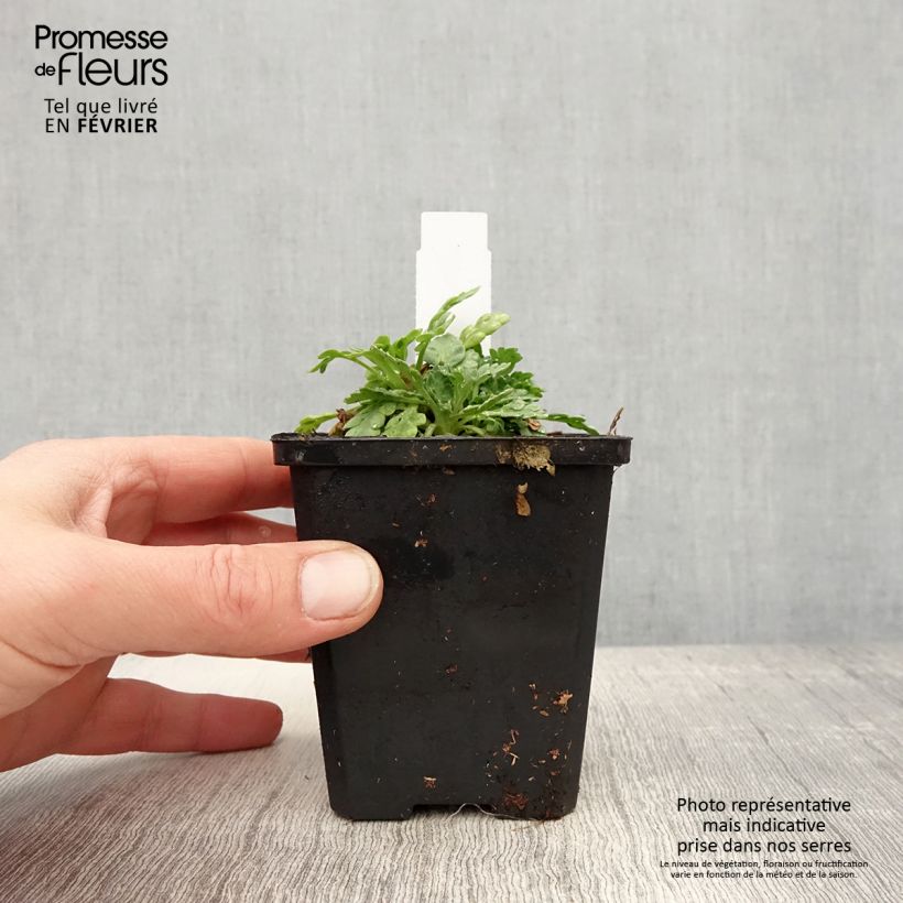 Papaver nudicaule Champagne Bubbles Mix Vasetto da 8/9 cm esemplare consegnato in inverno