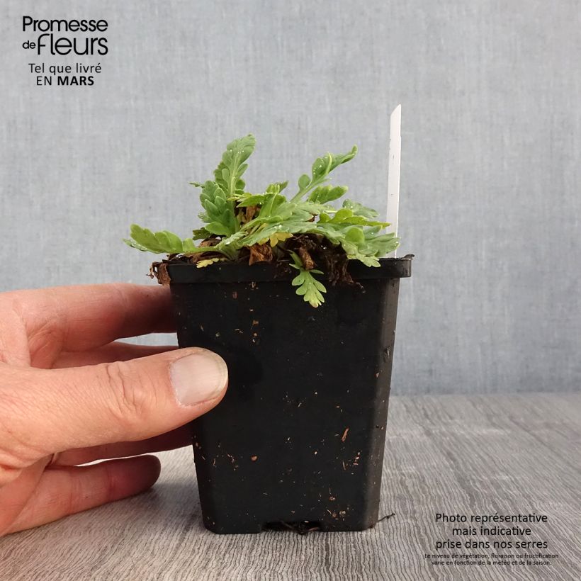 Papaver nudicaule Champagne Bubbles Mix Vasetto da 8/9 cm esemplare consegnato in primavera