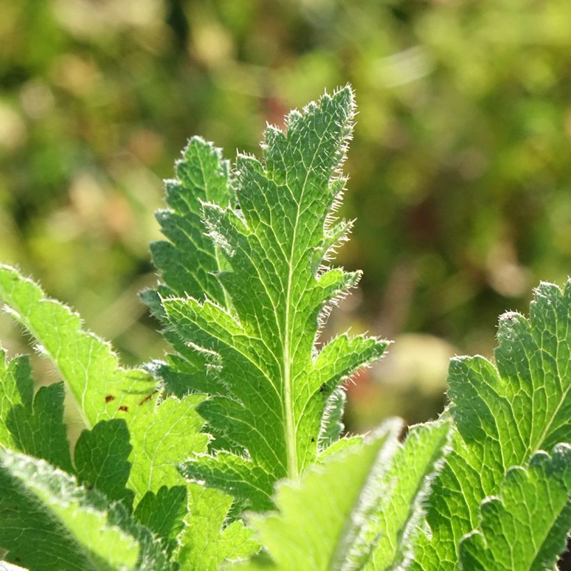 Papaver orientale Little Dancing Girl (Fogliame)