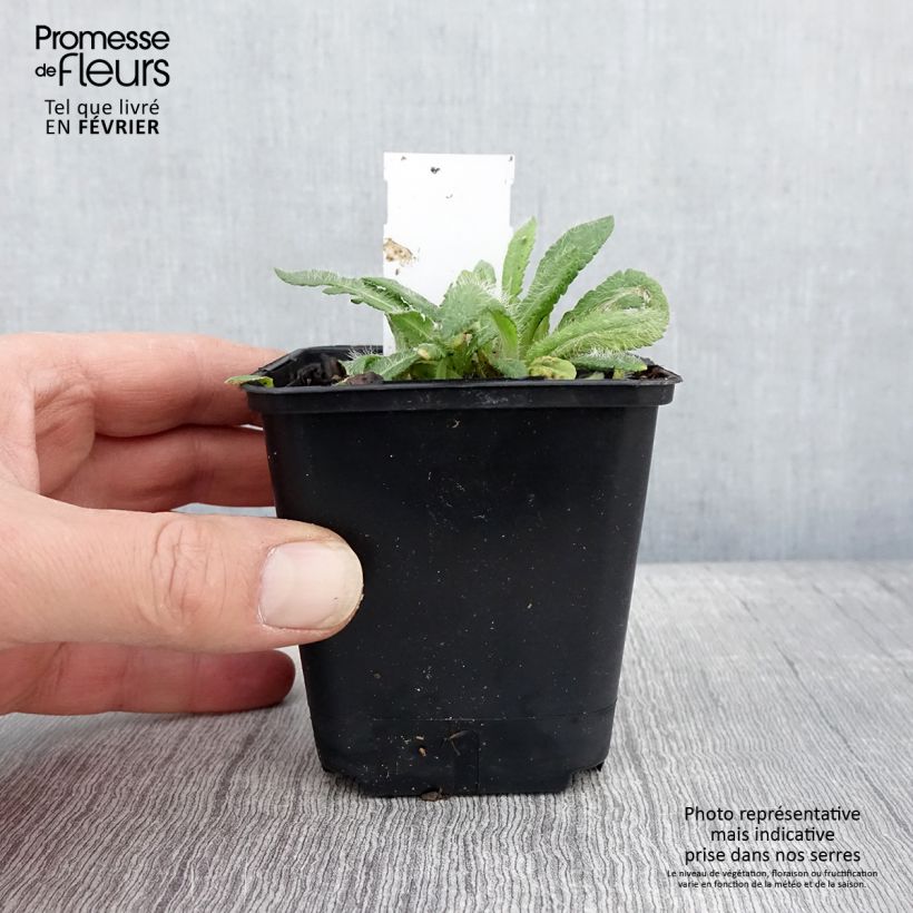 Papaver orientale May Queen Vasetto da 8/9 cm esemplare consegnato in inverno