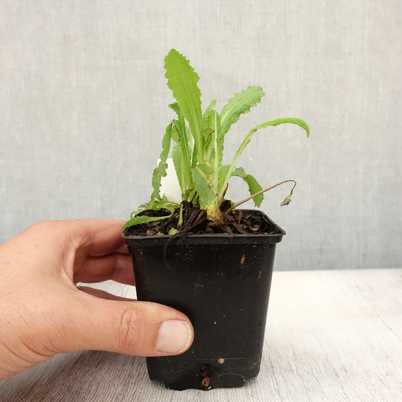 Esemplare di Papaver orientale Royal Wedding Vasetto da 7/8 cm come consegnato in autunno