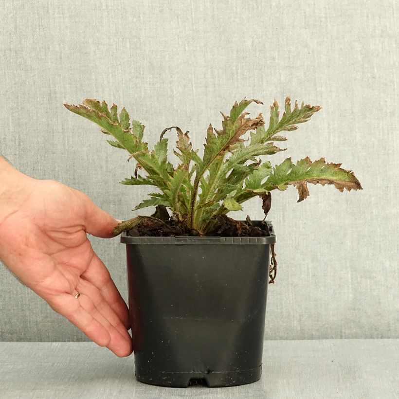 Esemplare di Papaver orientale Pink Perfection Vaso da 2L/3L consegnato in estate