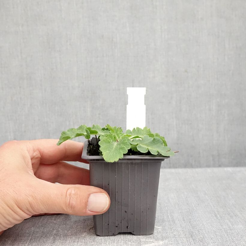 Esemplare di Papaver orientale Red Rumble Vasetto da 8/9 cm come consegnato in autunno