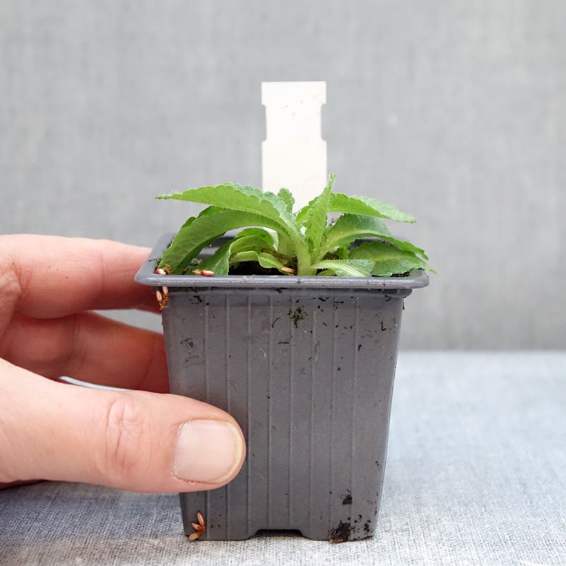 Papaver orientale Red Rumble Vasetto da 8/9 cm esemplare consegnato in inverno