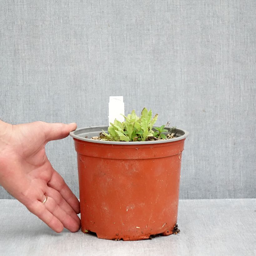 Esemplare di Papaver orientale Royal Chocolate Distinction Vaso da 2L/3L come consegnato in autunno