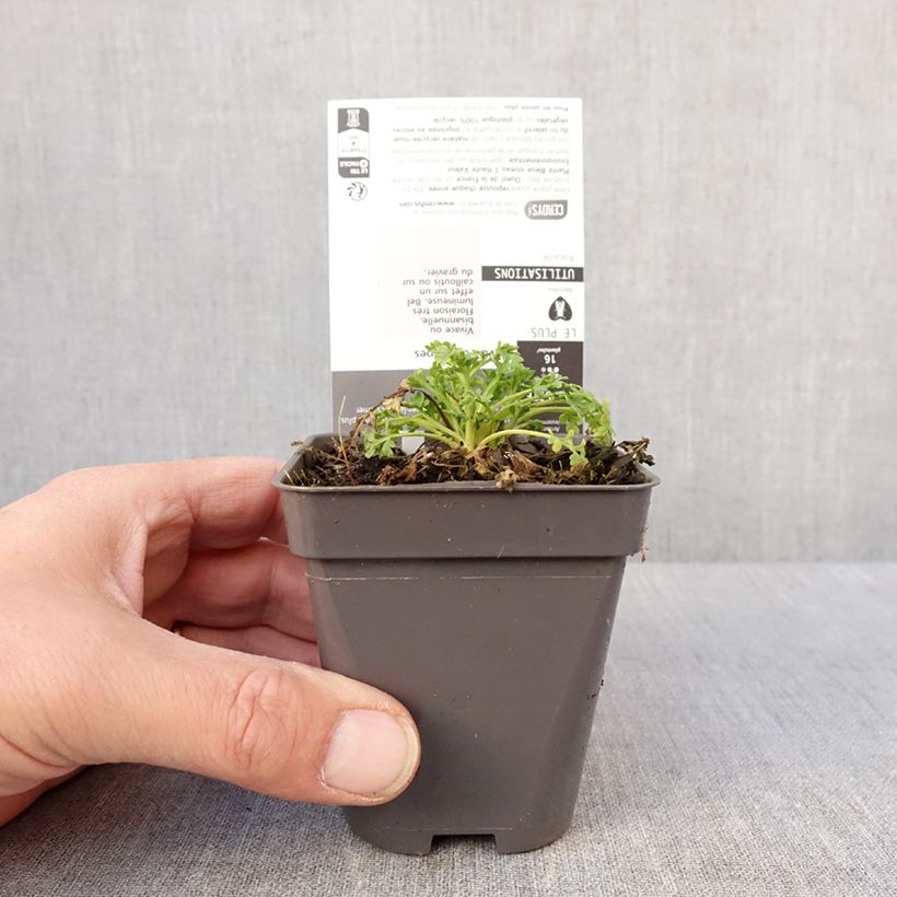 Papaver alpinum Vasetto da 8/9 cm esemplare consegnato in inverno